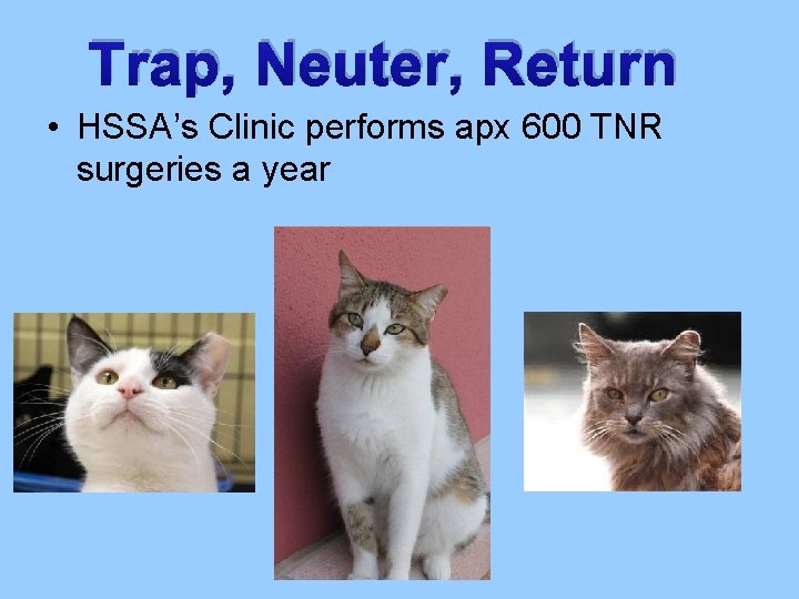 Trap, Neuter, Return • HSSA’s Clinic performs apx 600 TNR surgeries a year 