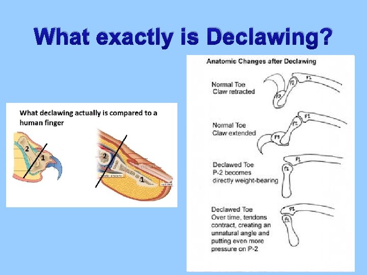 What exactly is Declawing? 