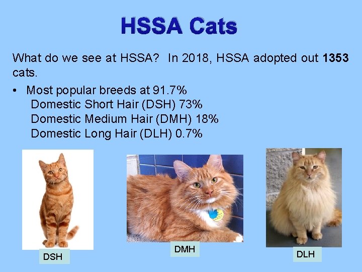 HSSA Cats What do we see at HSSA? In 2018, HSSA adopted out 1353