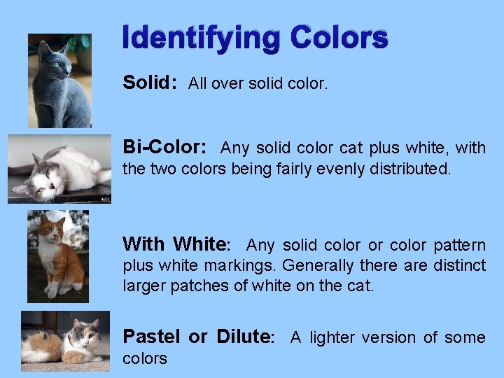 Identifying Colors Solid: All over solid color. Bi-Color: Any solid color cat plus white,