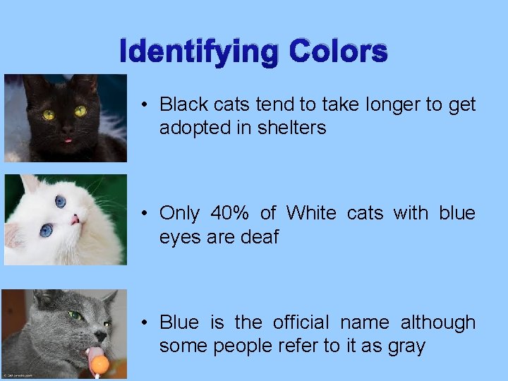 Identifying Colors • Black cats tend to take longer to get adopted in shelters