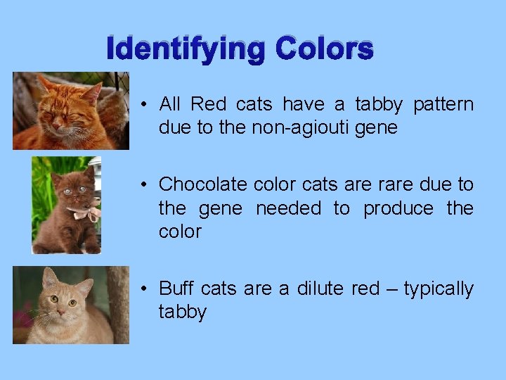 Identifying Colors • All Red cats have a tabby pattern due to the non-agiouti