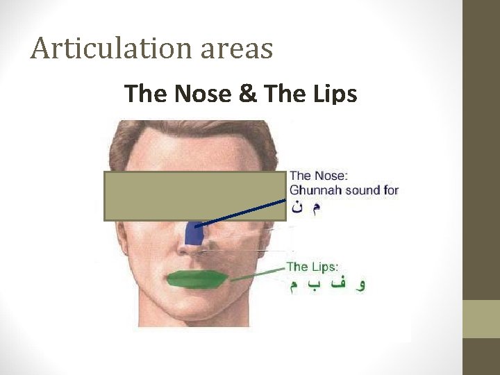 Articulation areas The Nose & The Lips 