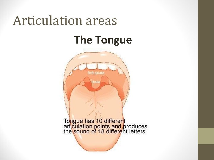 Articulation areas The Tongue 