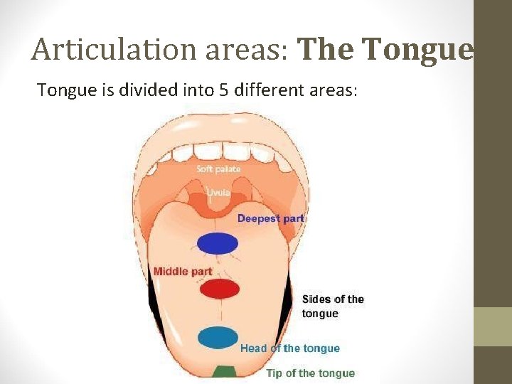 Articulation areas: The Tongue is divided into 5 different areas: 