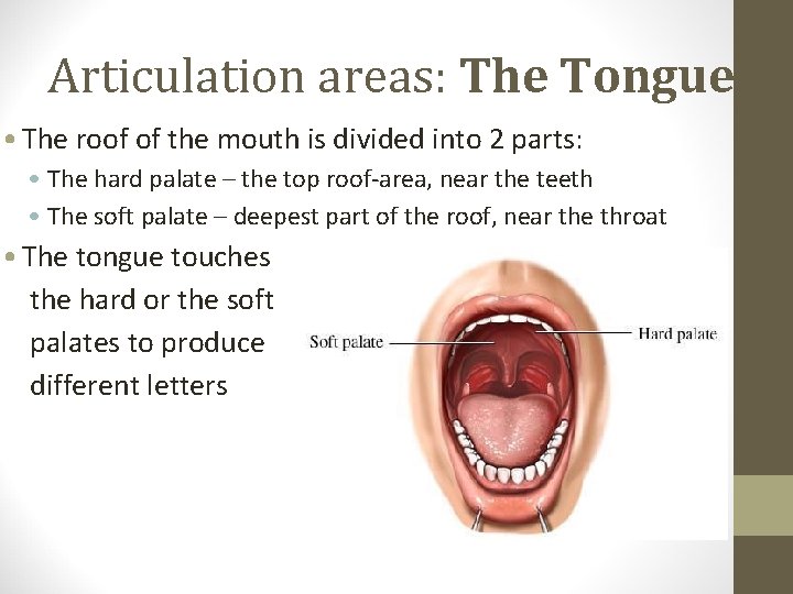 Articulation areas: The Tongue • The roof of the mouth is divided into 2