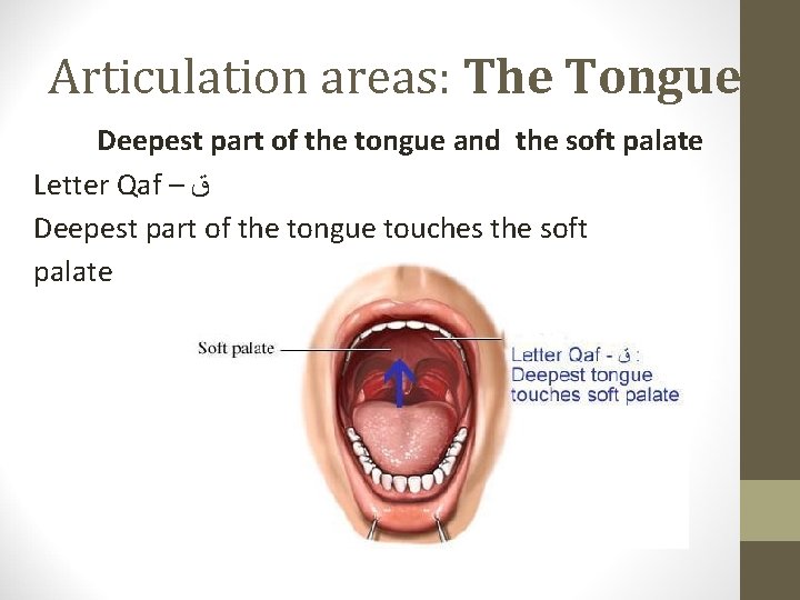 Articulation areas: The Tongue Deepest part of the tongue and the soft palate Letter