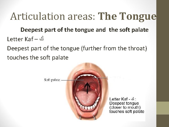 Articulation areas: The Tongue Deepest part of the tongue and the soft palate Letter