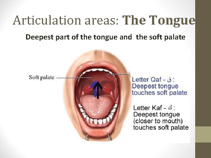 Articulation areas: The Tongue Deepest part of the tongue and the soft palate 