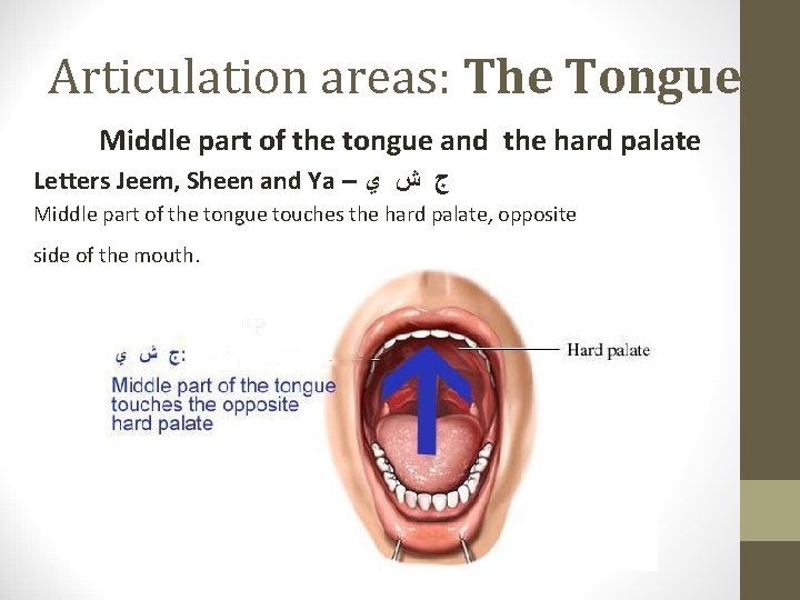 Articulation areas: The Tongue Middle part of the tongue and the hard palate Letters