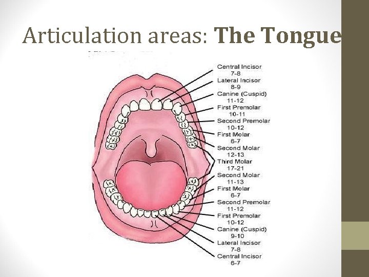 Articulation areas: The Tongue 