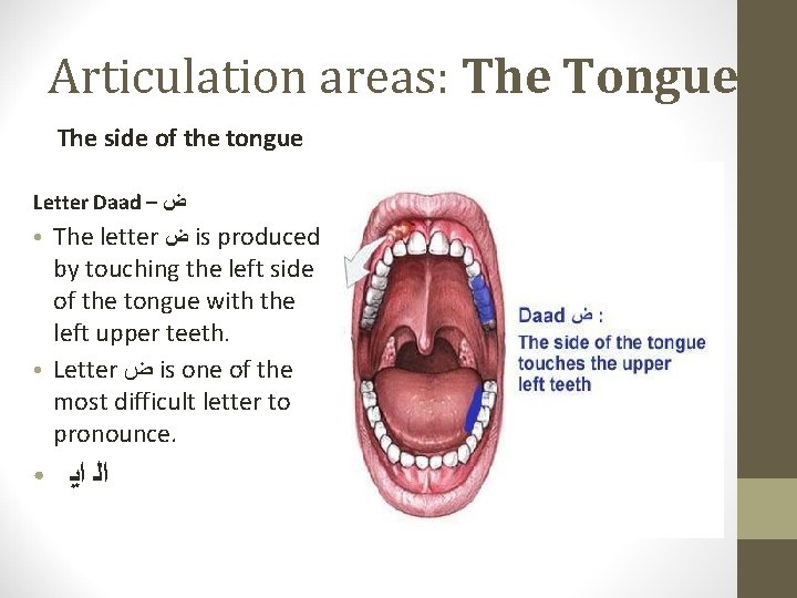 Articulation areas: The Tongue The side of the tongue Letter Daad – ﺽ ●