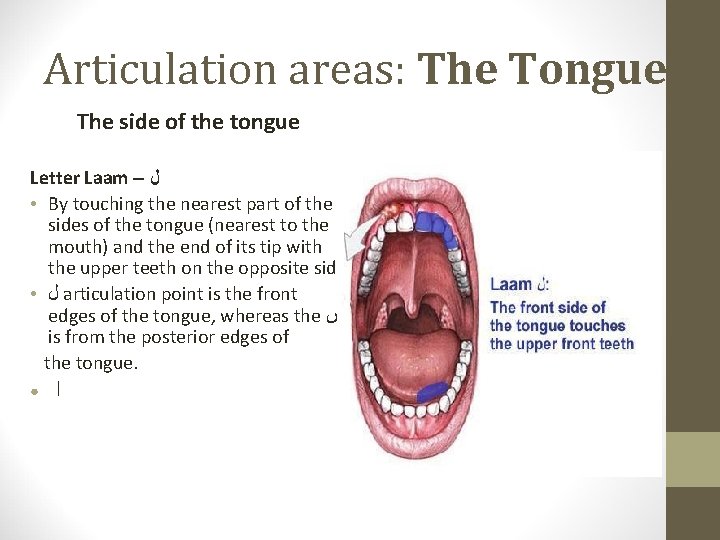 Articulation areas: The Tongue The side of the tongue Letter Laam – ﻝ ●