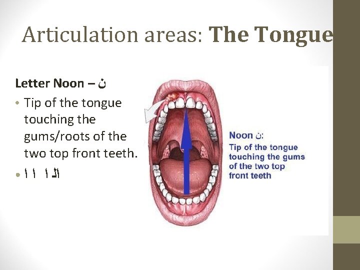 Articulation areas: The Tongue Letter Noon – ﻥ ● Tip of the tongue touching