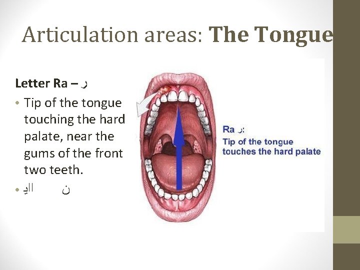 Articulation areas: The Tongue Letter Ra – ﺭ ● Tip of the tongue touching