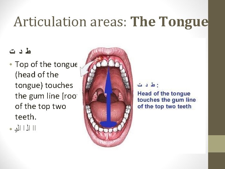 Articulation areas: The Tongue ﻁ ﺩ ﺕ ● Top of the tongue (head of