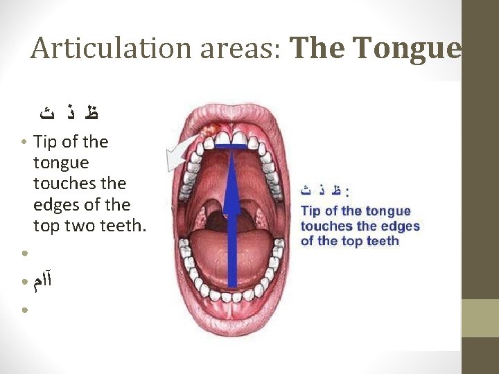 Articulation areas: The Tongue ﻅ ﺫ ﺙ ● Tip of the tongue touches the