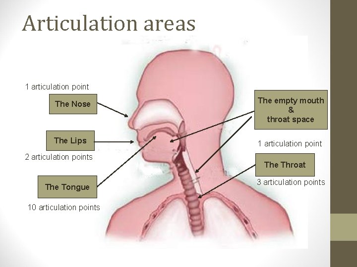 Articulation areas 1 articulation point The Nose The empty mouth & throat space The