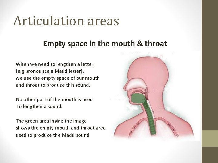 Articulation areas Empty space in the mouth & throat When we need to lengthen