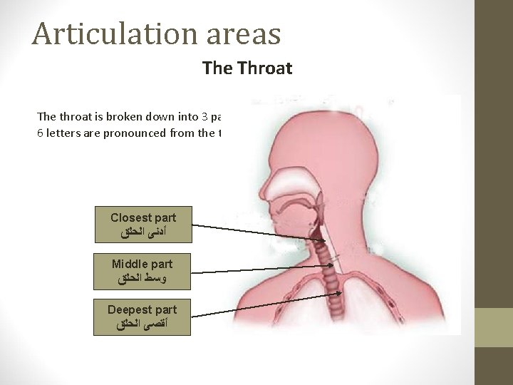 Articulation areas The Throat The throat is broken down into 3 parts 6 letters