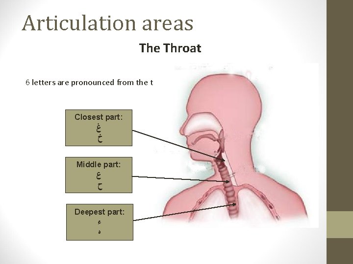 Articulation areas The Throat 6 letters are pronounced from the throat Closest part: ﻍ