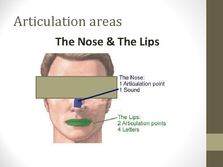 Articulation areas The Nose & The Lips 