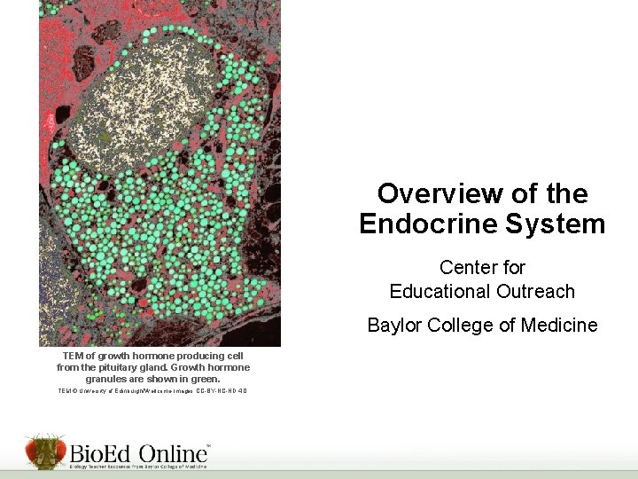 Overview of the Endocrine System Center for Educational Outreach Baylor College of Medicine TEM