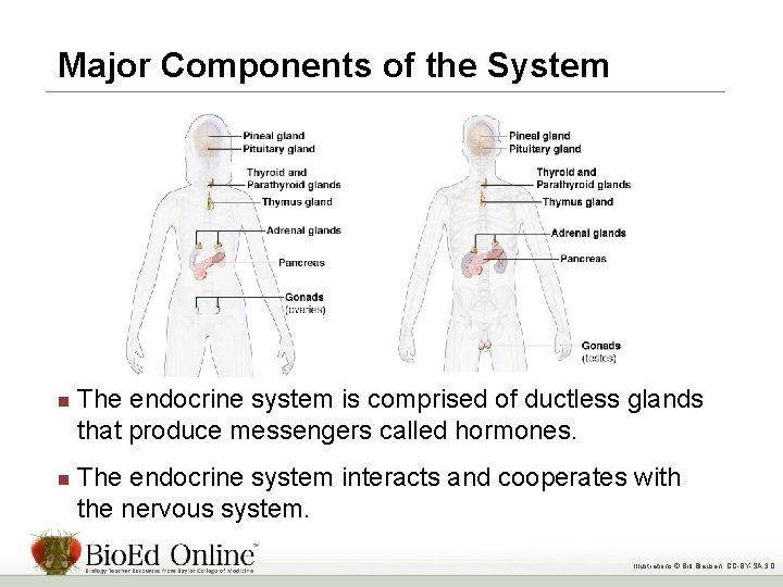 Major Components of the System n n The endocrine system is comprised of ductless