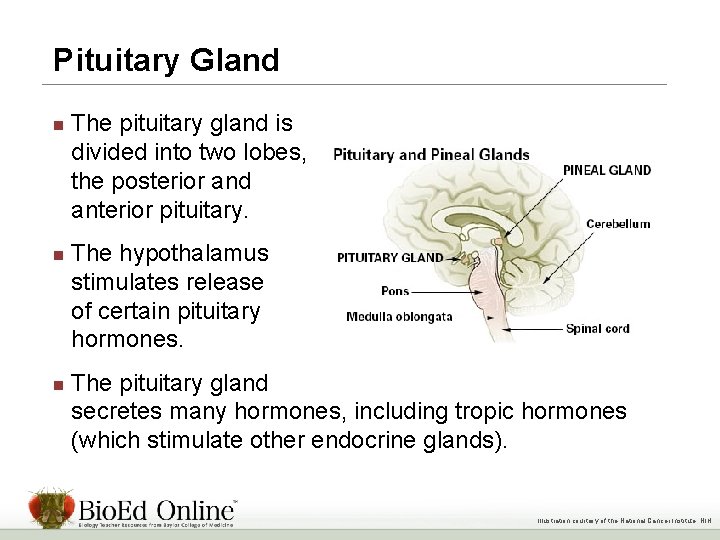 Pituitary Gland n n n The pituitary gland is divided into two lobes, the