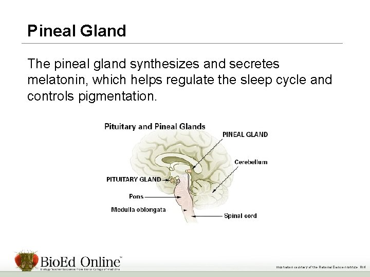 Pineal Gland The pineal gland synthesizes and secretes melatonin, which helps regulate the sleep