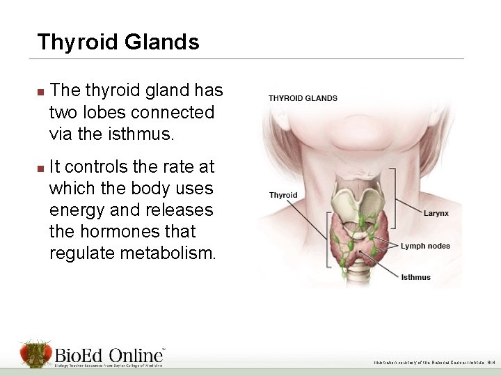 Thyroid Glands n n The thyroid gland has two lobes connected via the isthmus.