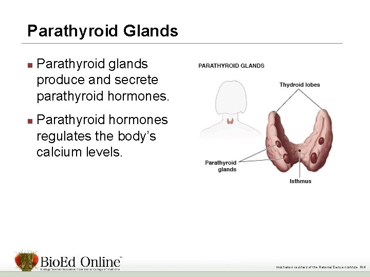 Parathyroid Glands n n Parathyroid glands produce and secrete parathyroid hormones. Parathyroid hormones regulates