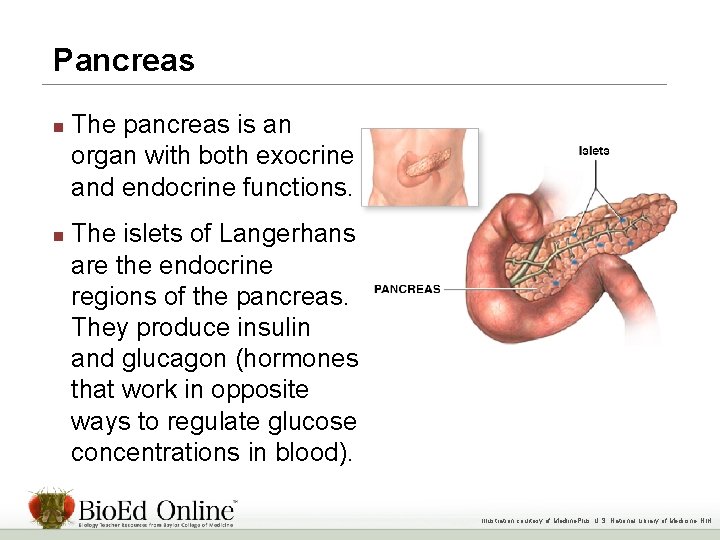 Pancreas n n The pancreas is an organ with both exocrine and endocrine functions.