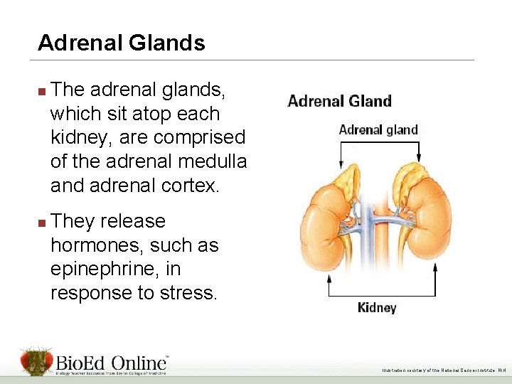 Adrenal Glands n n The adrenal glands, which sit atop each kidney, are comprised