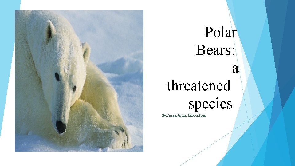 Polar Bears: a threatened species By: Jessica, Jacque, Sirwa and venu 