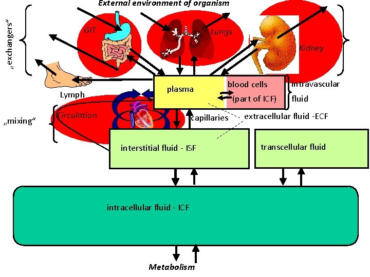 „exchangers“ External environment of organism GIT Kidney Lymph „mixing“ Lungs plasma Circulation blood cells