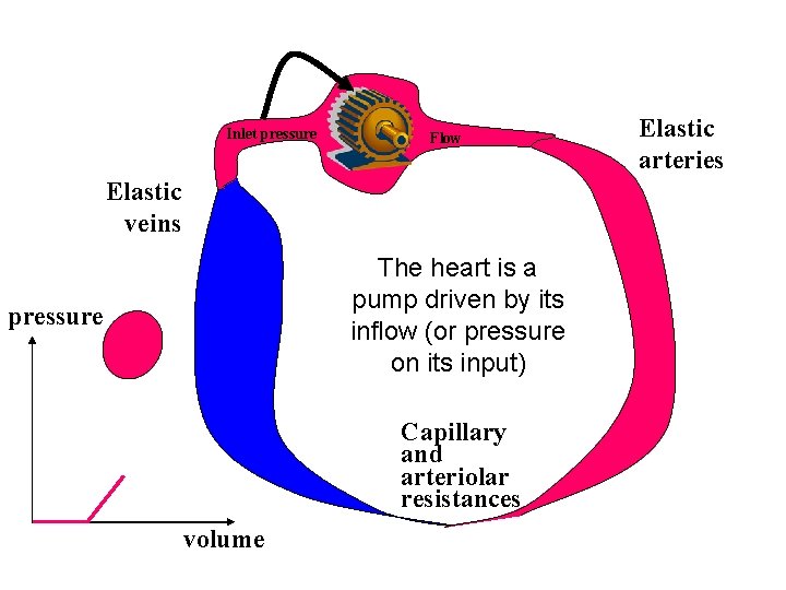 Inlet pressure Flow Elastic veins The heart is a pump driven by its inflow