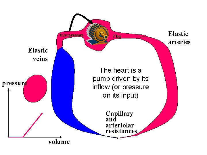 Inlet pressure Flow Elastic veins The heart is a pump driven by its inflow