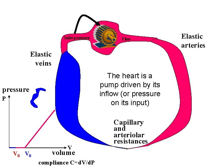 Inlet pressure Flow Elastic veins The heart is a pump driven by its inflow