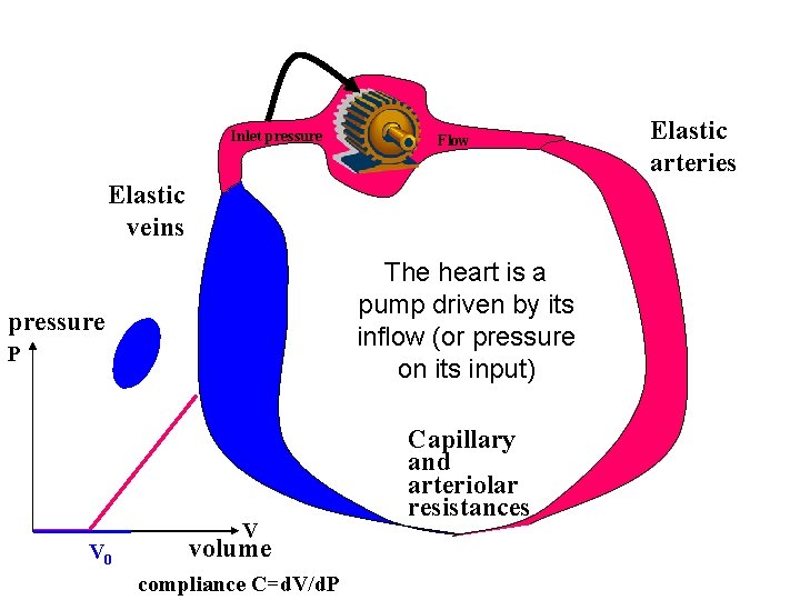 Inlet pressure Flow Elastic veins The heart is a pump driven by its inflow