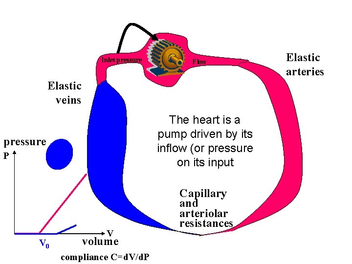 Inlet pressure Flow Elastic veins The heart is a pump driven by its inflow