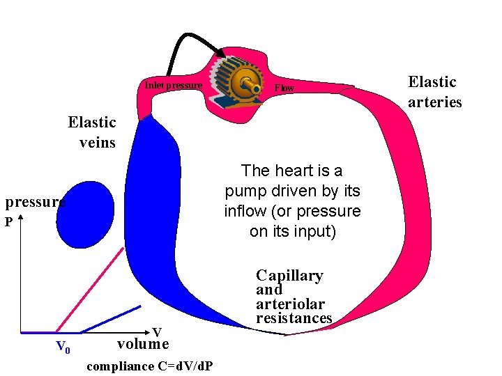 Inlet pressure Flow Elastic veins The heart is a pump driven by its inflow