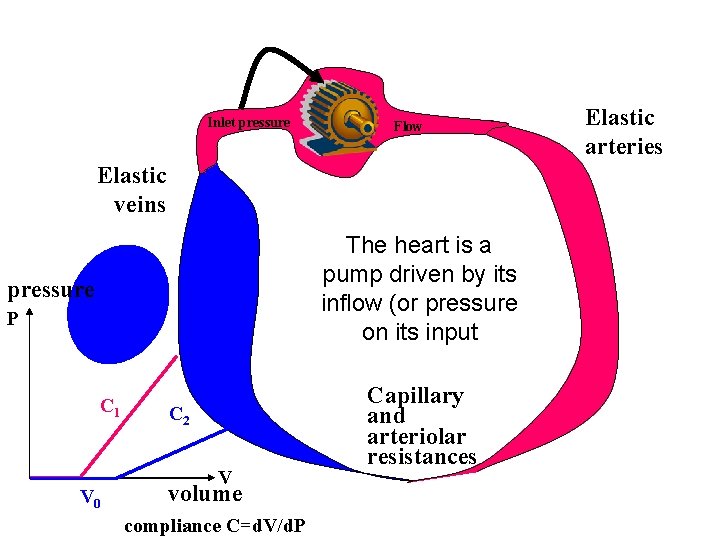 Inlet pressure Flow Elastic veins The heart is a pump driven by its inflow