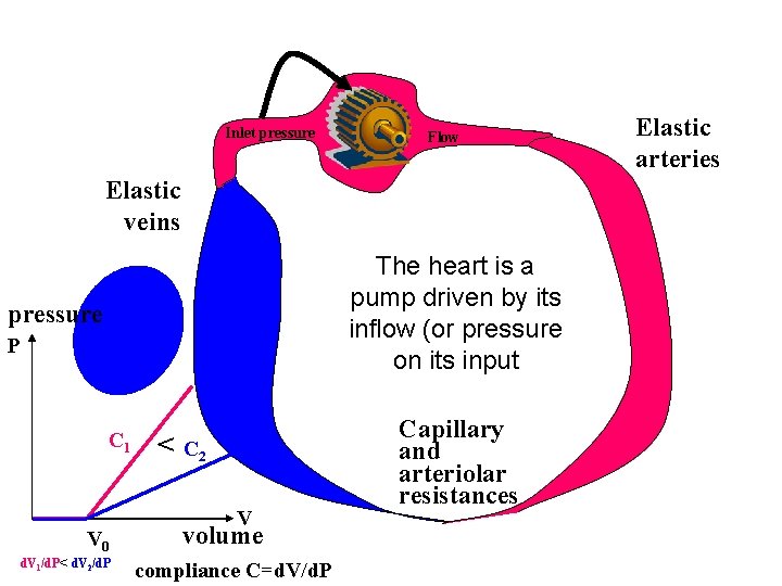 Inlet pressure Flow Elastic veins The heart is a pump driven by its inflow