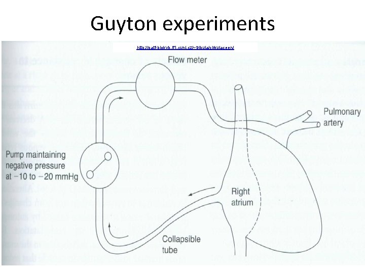 Guyton experiments http: //patf-biokyb. lf 1. cuni. cz/~tribula/cirkulaceen/ 