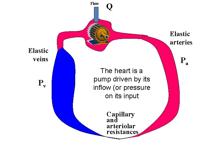 Flow Q Elastic arteries Elastic veins Pv Pa The heart is a pump driven