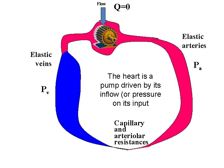 Flow Q=0 Elastic arteries Elastic veins Pv Pa The heart is a pump driven