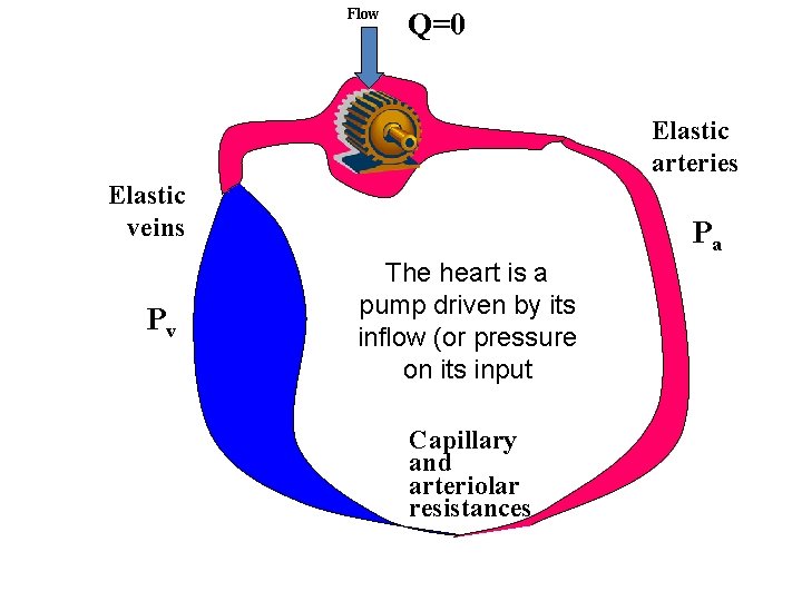 Flow Q=0 Elastic arteries Elastic veins Pv Pa The heart is a pump driven