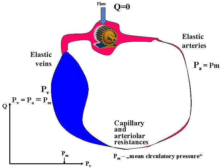 Flow Q=0 Elastic arteries Elastic veins Pa = Pm Pv Q Pv = P