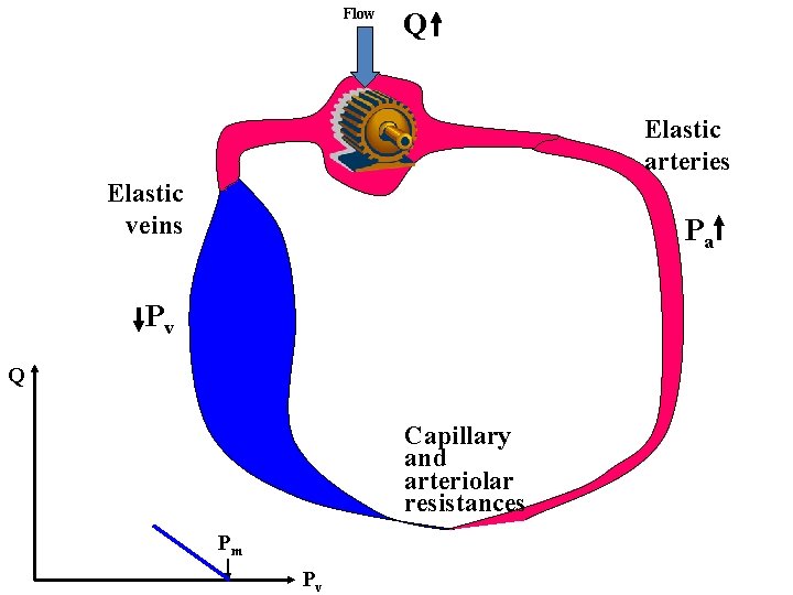 Flow Q Elastic arteries Elastic veins Pa Pv Q Capillary and arteriolar resistances Pm